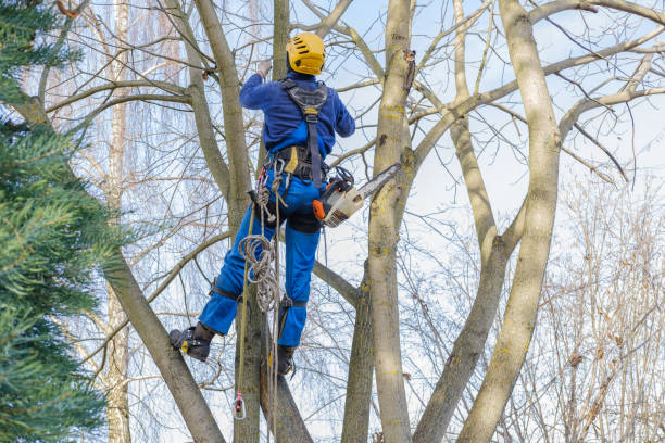  Mount Sinai, NY Tree Services Pros