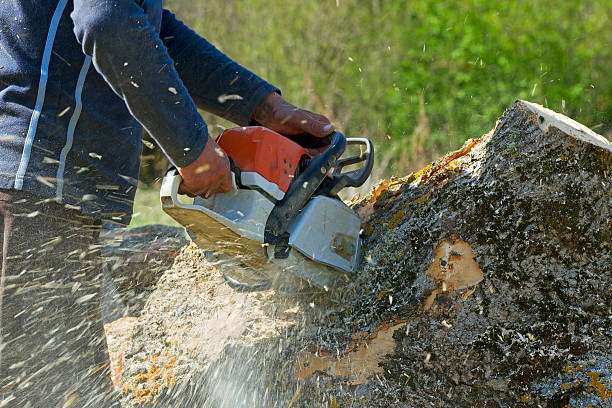 Professional Tree Services in Mount Sinai, NY