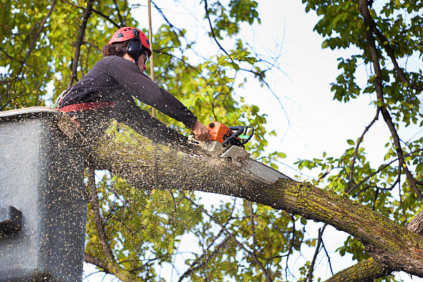 Best Stump Grinding and Removal  in Mount Sinai, NY